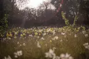 Queen Elizabeth II Memorial Garden Opens as Wildlife Haven in London