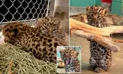Rare Amur Leopard Cubs Thrive in Utah Zoo's Conservation Milestone