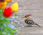 Rare Hoopoe Bird Spotted in Norfolk Garden Sparks Historical Memories