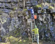 Rare Rock Whitebeam Trees Planted on Precarious Quarry Ledges in Teesdale