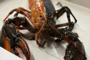 Rare Two-Tone Lobster Saved from Cooking Pot Donated to Science Center