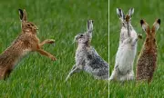 Rare White Hare Captured in Dramatic Boxing Match in Norfolk Field