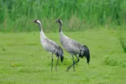 Record Crane Breeding Year in 2025 Marks UK Conservation Triumph