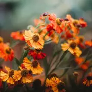 RHS Experts: Avoid Spring Mowing to Create a Lawn Full of Flowers and Butterflies