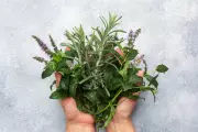 Rosemary's Cognitive Benefits: From Memory Enhancement to Alzheimer's Protection
