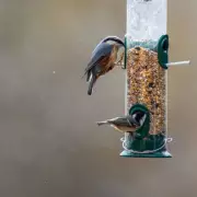 RSPB Issues Critical New Seasonal Bird Feeding Guidance to Combat Disease