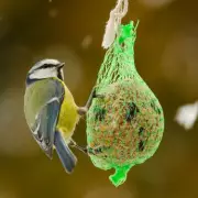 RSPB Urges Gardeners to Halt Peanut and Seed Feeding This Spring and Summer