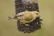RSPB Urges Seasonal Bird Feeding to Combat Disease Threatening UK Songbirds