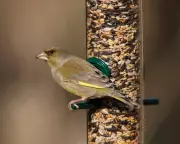 RSPB Urges Seasonal Bird Feeding to Combat Summer Disease Spread