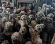 RSPCA Denies AI Claims After Rescuing 250 Dogs from Overwhelmed Breeders