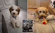 RSPCA Proves Rescue Photos Real as Neglected Poodles Find Loving Homes