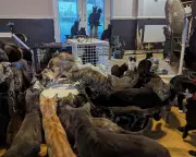 RSPCA Reports Surge in Mass Animal Rescues Amid Cost of Living and Mental Health Crises