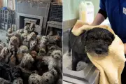 RSPCA Rescues 250 Dogs from Filthy Breeder, Dispels AI Photo Rumours