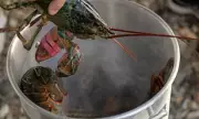 Scientists Demand UK Ban on Boiling Lobsters Alive After Pain Study