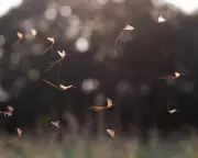 Scientists Unlock Secret of Mayfly's Bizarre Vertical Dance Flight