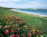 Scotland's Machair: A Rare Floral Spectacle Sustaining Hebridean Life