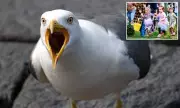 Seagull 'Co-ordinated Attacks' on Easter Egg Hunt Prompt Public Warning