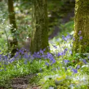 Secret South Devon Bluebell Walk Hailed as UK's Finest Spring Spectacle