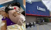 Seven Kittens Rescued from Hardware Store Shelves in Pennsylvania