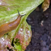 Sheep's Wool: The Perfect Natural Slug Repellent for Your Garden