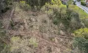 Sherwood Forest 'In Ruins' After 30 Protected Trees Accidentally Felled
