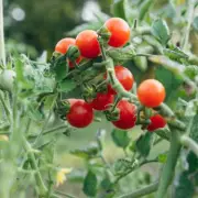 Simple Mulching Trick Protects Tomatoes from Destructive Blight