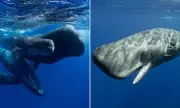 Sperm Whale Clicks Reveal 'Highly Complex' Language System Mirroring Human Speech