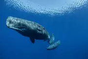Sperm Whale Communication Mirrors Human Language Structure, Groundbreaking Study Reveals