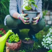 Spring Blooms at Risk: Gardening Expert Reveals Hidden Weed Threat