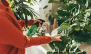 Spring Houseplant Care: Expert Tips to Revitalise Your Indoor Greenery