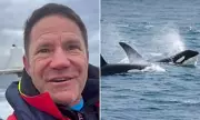 Steve Backshall's Thrilling Encounter with UK's Last Resident Orcas in Cornwall
