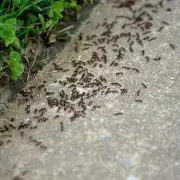Stop Ants Invading Your Home with 17p Ingredient They 'Despise'