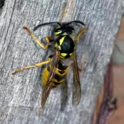 Stop Wasps with a 10p Plastic Bag: Simple Spring Garden Hack Revealed