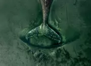 Stranded Humpback Whale in Germany Sparks Environmental Parable