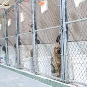 Stray Dog's Microchip Reveals Heartbreaking Truth After Rescue Near Busy Road