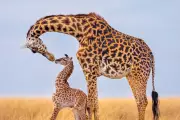 Stunning Giraffe Photos in New Book to Fund Wildlife Protection