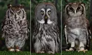 Stunning Portraits Reveal Hand-Reared Owls Trained for Aerial Displays