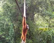 Sumatran Orangutan Uses Canopy Bridge to Cross Road for First Time