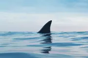 Terrifying Footage Shows Shark Stalking Hydrofoilers Off Santa Barbara Coast