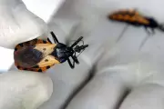 Texas Dog Owner's Heartbreak as 'Kissing Bug' Parasite Kills Pet Amid Rising Cases