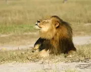 The Controversial Economics of Trophy Hunting in African Conservation