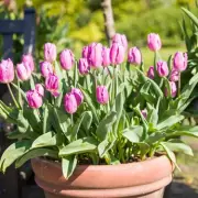 Three Essential April Tasks to Keep Your Tulips Fresh and Prevent Wilting