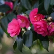 Three Essential Spring Tasks for Bigger, Better Camellia Blooms Next Year