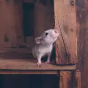 Three Natural Scents That Rats Despise Will Keep Them Out of Homes and Gardens