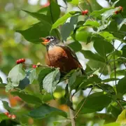 Three Simple Steps to Attract Robins to Your Garden and Keep Them Returning