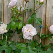 TikTok's £1 Fence Painting Hack: The Fastest Method Using a Sponge