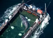 Timmy the Whale Rescue: Barge Carries Humpback Toward North Sea
