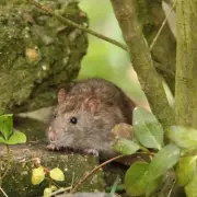 Top Plants to Deter Rats from Your Garden, Experts Reveal
