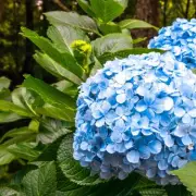 Transform Hydrangeas to Bright Blue with This Kitchen Scrap in Spring