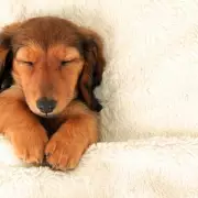 Travelodge Increases Pet Fee to £25 as Brits Face Higher Costs for Animal-Friendly Stays